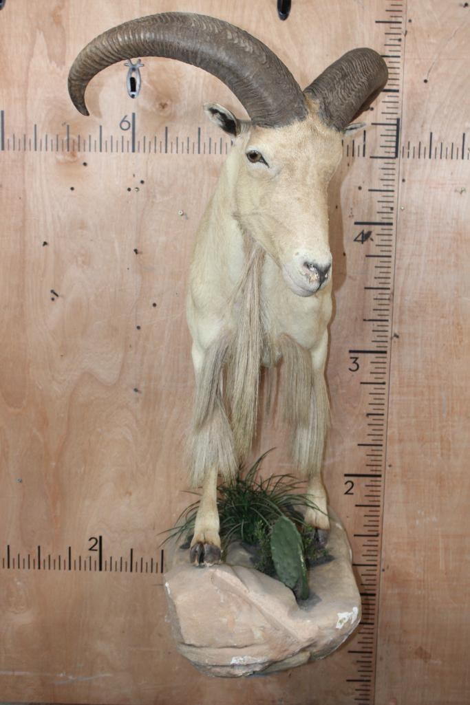 Half-body AOUDAD on a Decorative Wall Hanging Base - 2