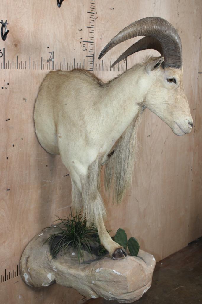 Half-body AOUDAD on a Decorative Wall Hanging Base - 3