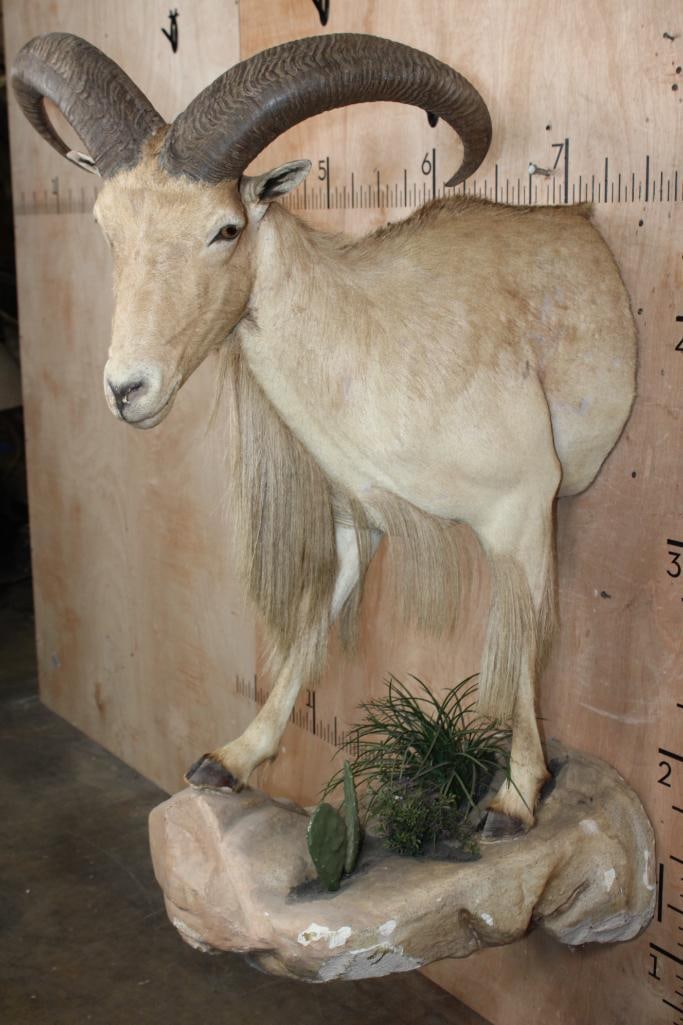 Half-body AOUDAD on a Decorative Wall Hanging Base - 4