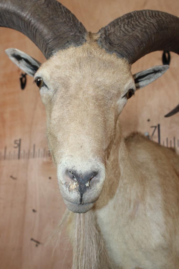 Half-body AOUDAD on a Decorative Wall Hanging Base - 5