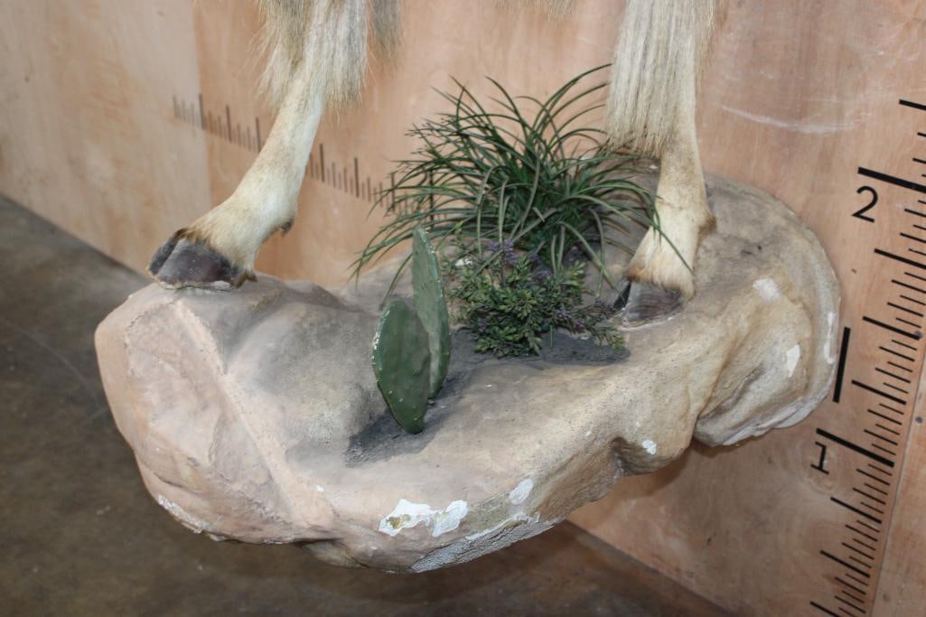 Half-body AOUDAD on a Decorative Wall Hanging Base - 6