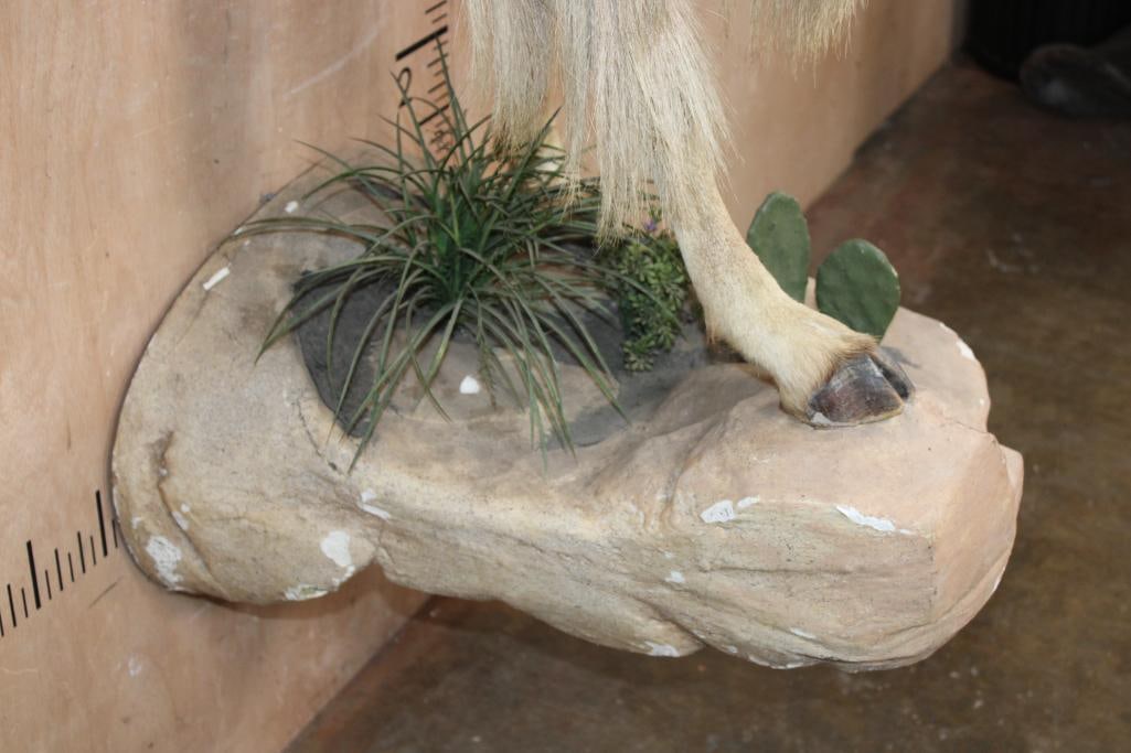 Half-body AOUDAD on a Decorative Wall Hanging Base - 7