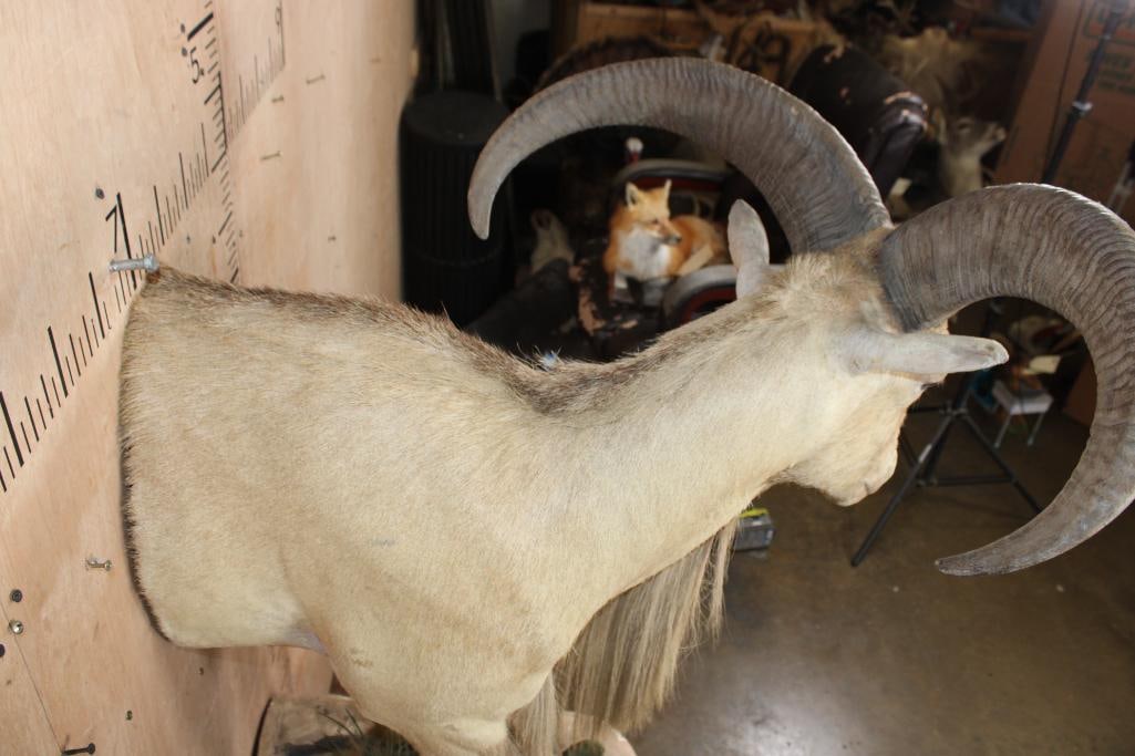 Half-body AOUDAD on a Decorative Wall Hanging Base - 8