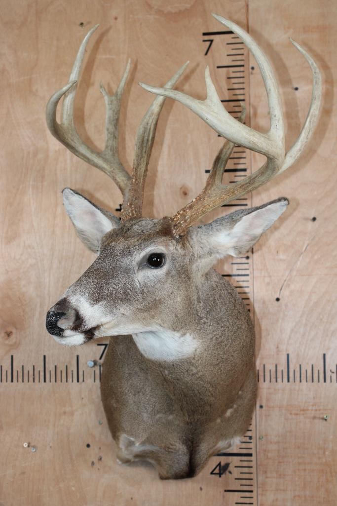 10-Point WHITETAIL DEER Shoulder Mount - 2