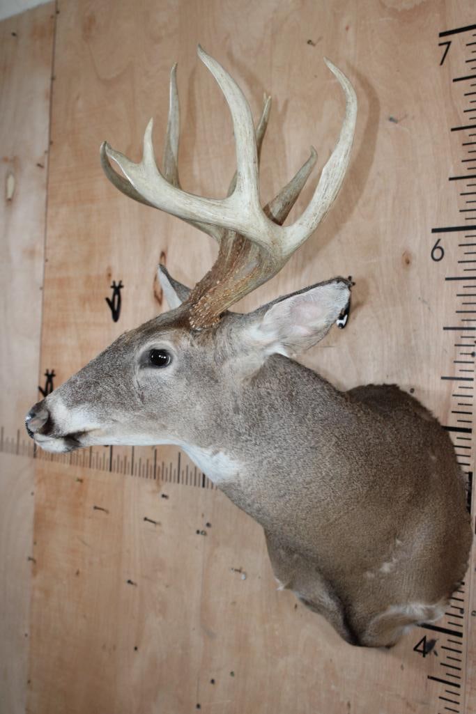 10-Point WHITETAIL DEER Shoulder Mount - 3