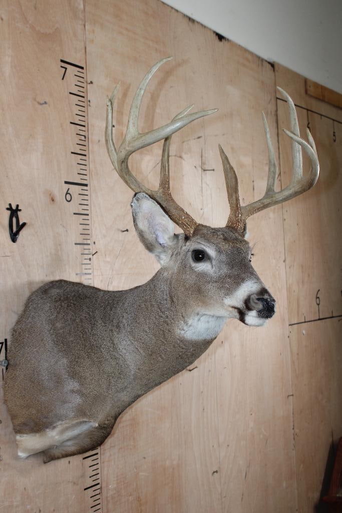 10-Point WHITETAIL DEER Shoulder Mount - 4