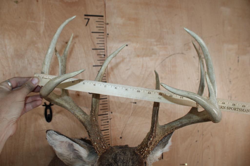 10-Point WHITETAIL DEER Shoulder Mount - 5