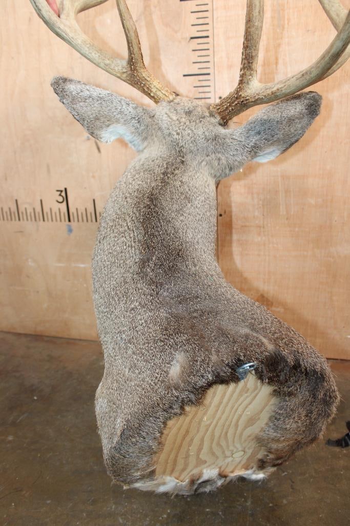 10-Point WHITETAIL DEER Shoulder Mount - 6