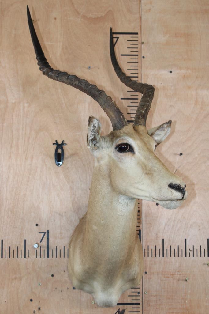 IMPALA Shoulder Mount - 2