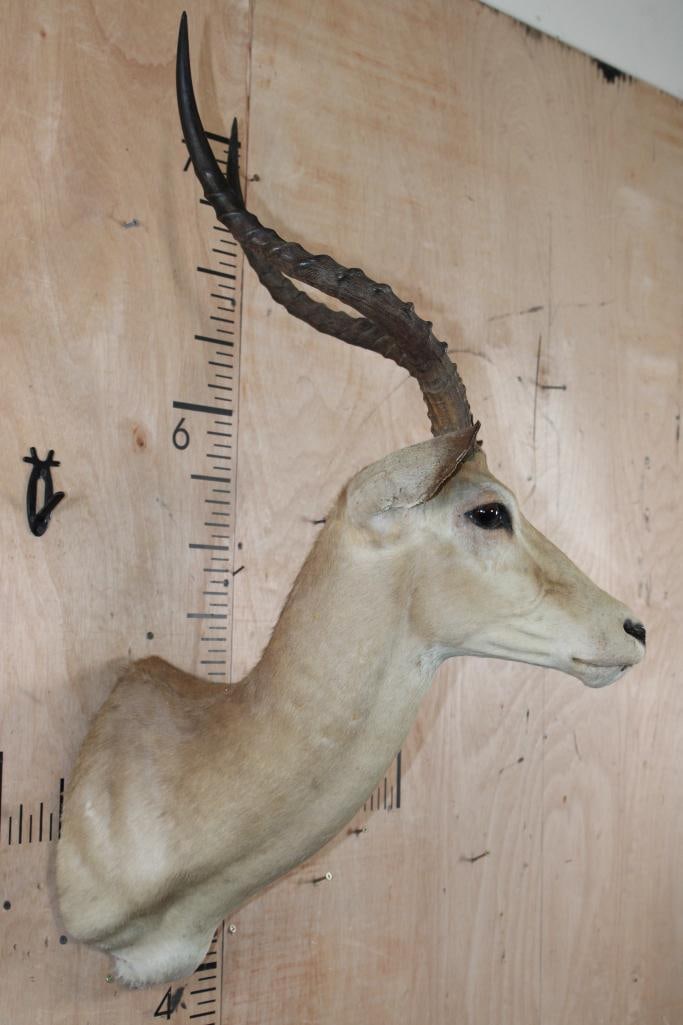 IMPALA Shoulder Mount - 3
