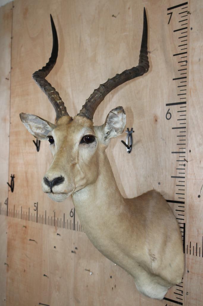 IMPALA Shoulder Mount - 4