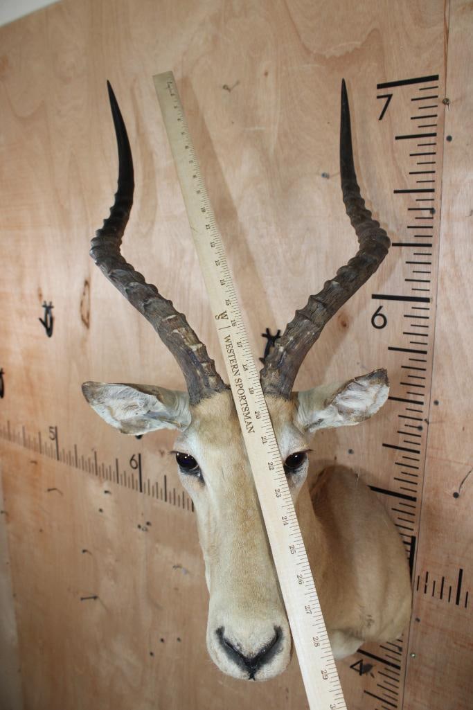IMPALA Shoulder Mount - 6