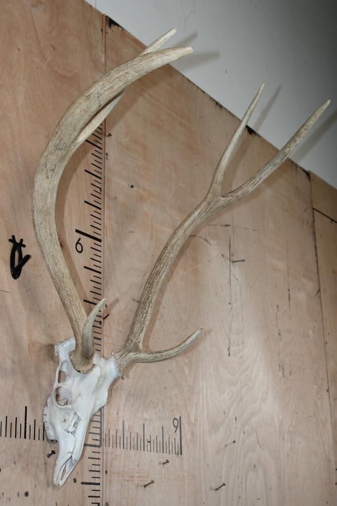 XL AXIS DEER Skull with a Heavy Rack - 2