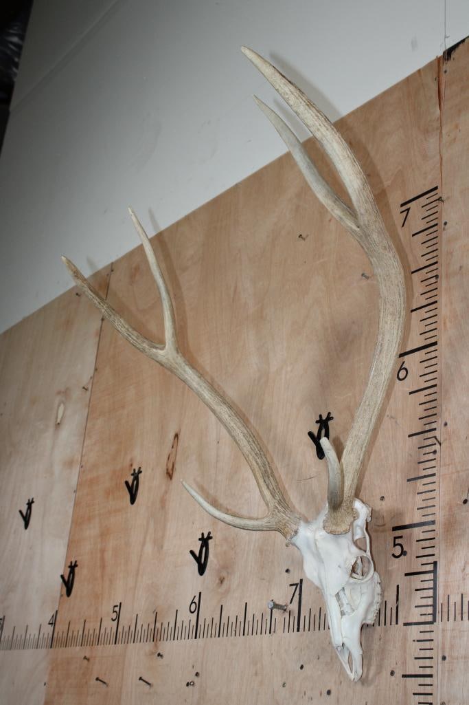 XL AXIS DEER Skull with a Heavy Rack - 3