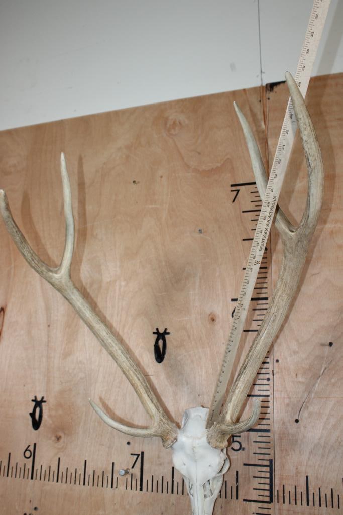 XL AXIS DEER Skull with a Heavy Rack - 4