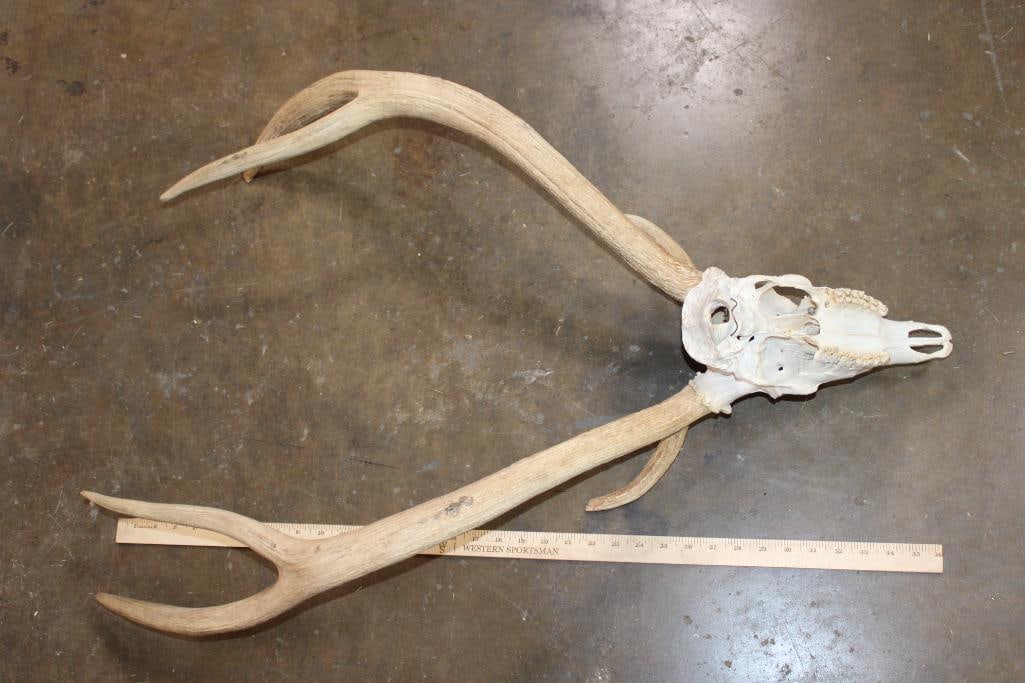 XL AXIS DEER Skull with a Heavy Rack - 5
