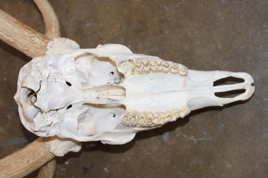 XL AXIS DEER Skull with a Heavy Rack - 6