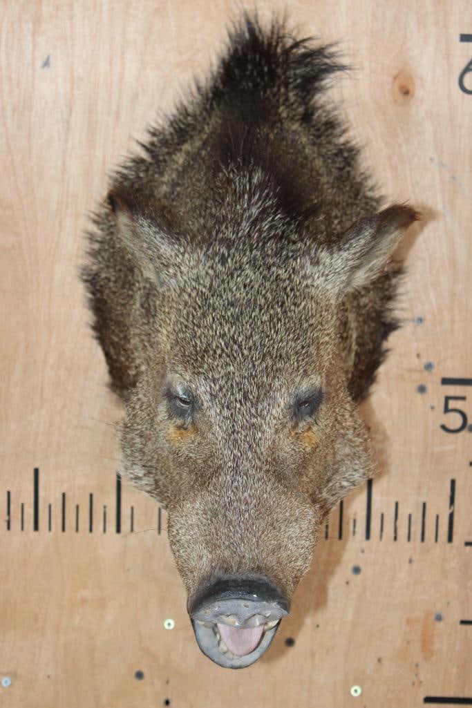 JAVELINA Shoulder Mount - 2