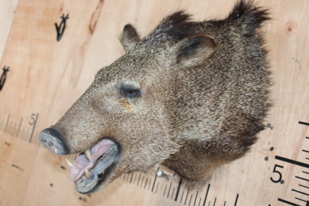 JAVELINA Shoulder Mount - 3