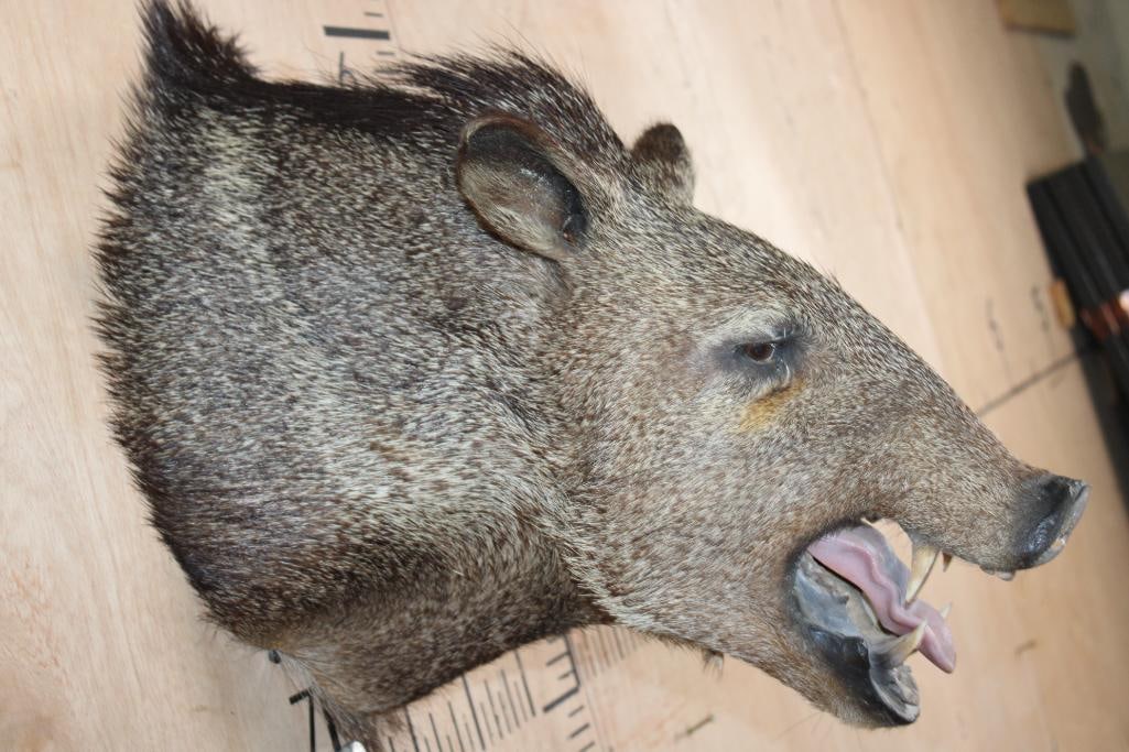 JAVELINA Shoulder Mount - 4