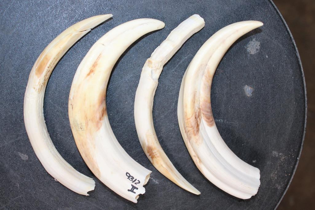 Full Set of (4) WARTHOG Tusks - 2