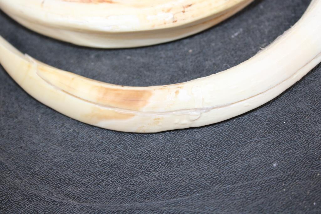 Full Set of (4) WARTHOG Tusks - 3