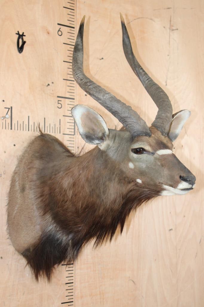 NYALA Shoulder Mount - 2