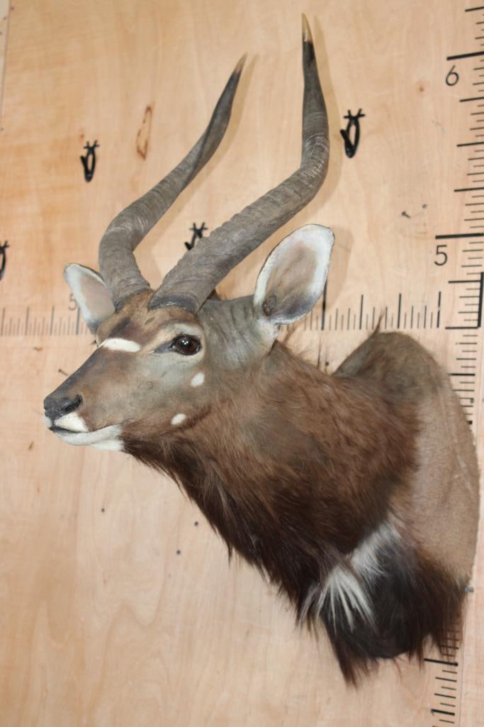 NYALA Shoulder Mount - 3