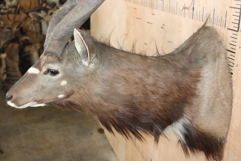 NYALA Shoulder Mount - 4