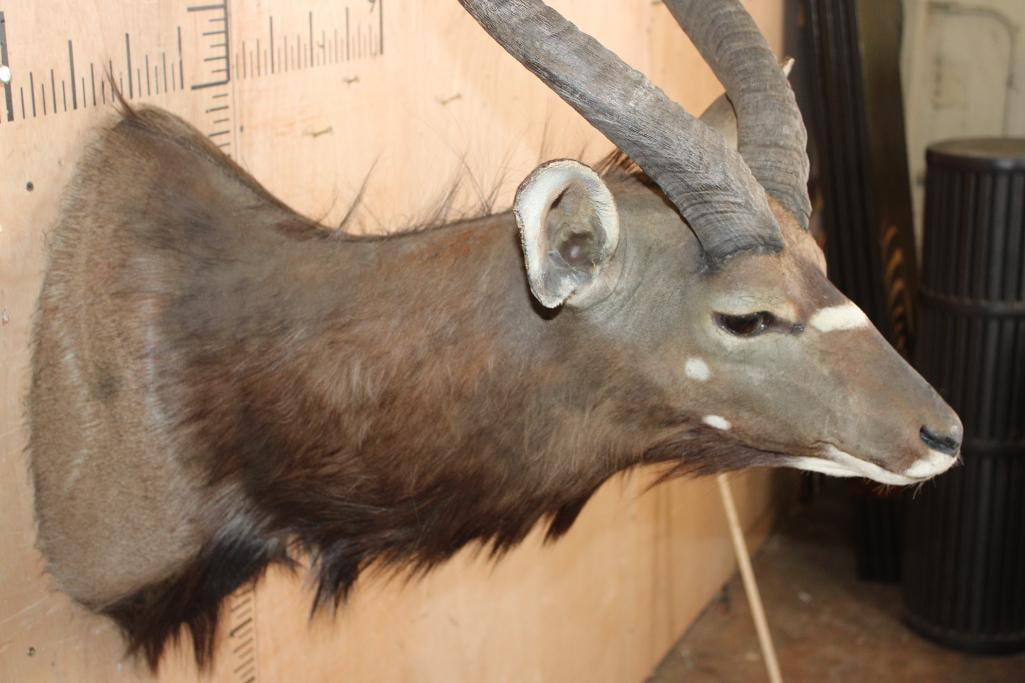 NYALA Shoulder Mount - 5