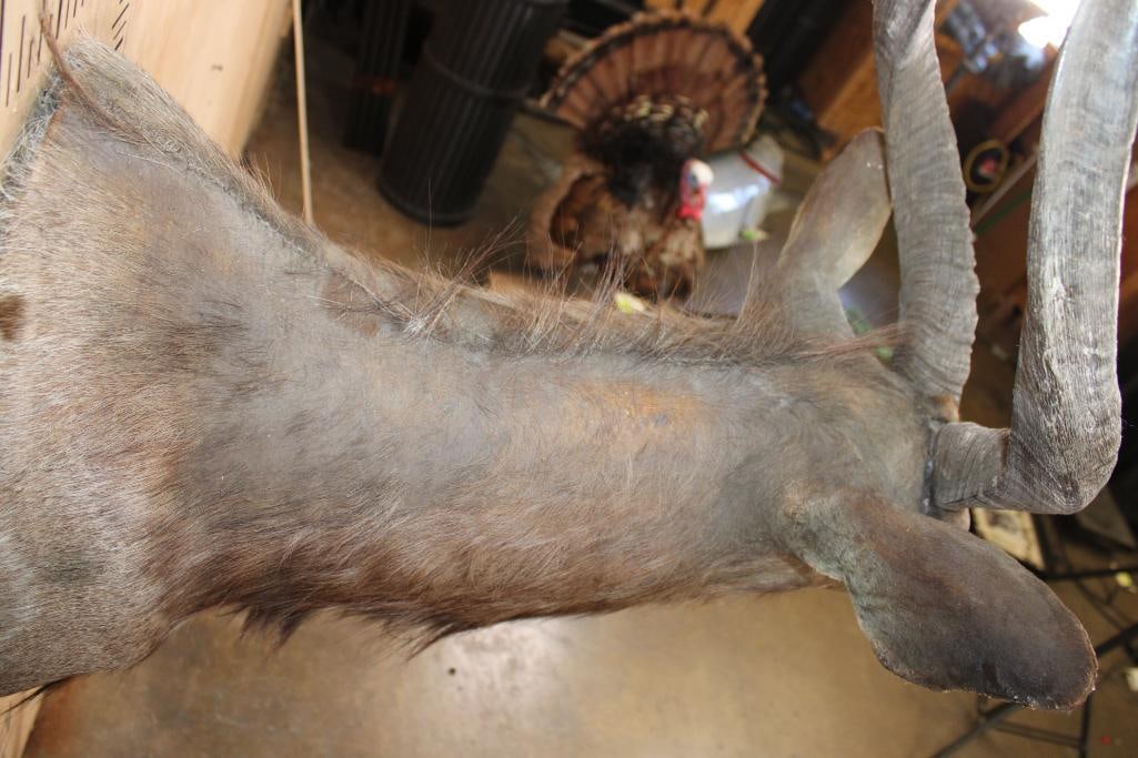 NYALA Shoulder Mount - 6
