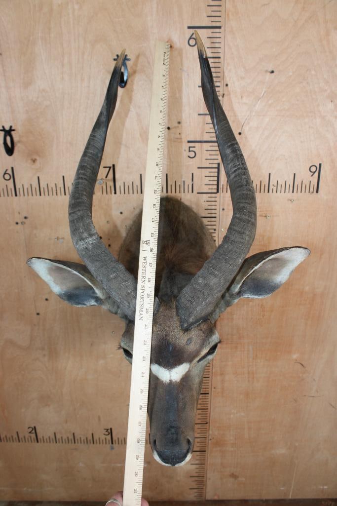 NYALA Shoulder Mount - 7