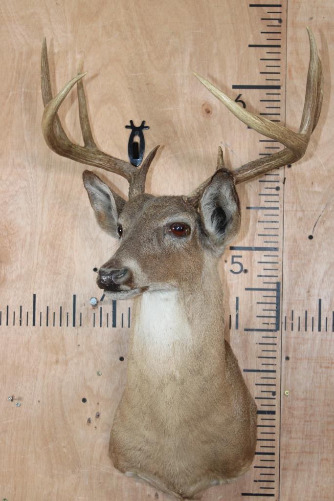 8-Point WHITETAIL DEER Shoulder Mount - 2