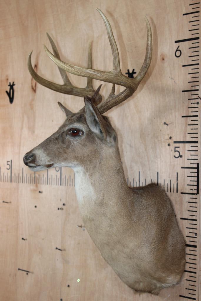 8-Point WHITETAIL DEER Shoulder Mount - 3