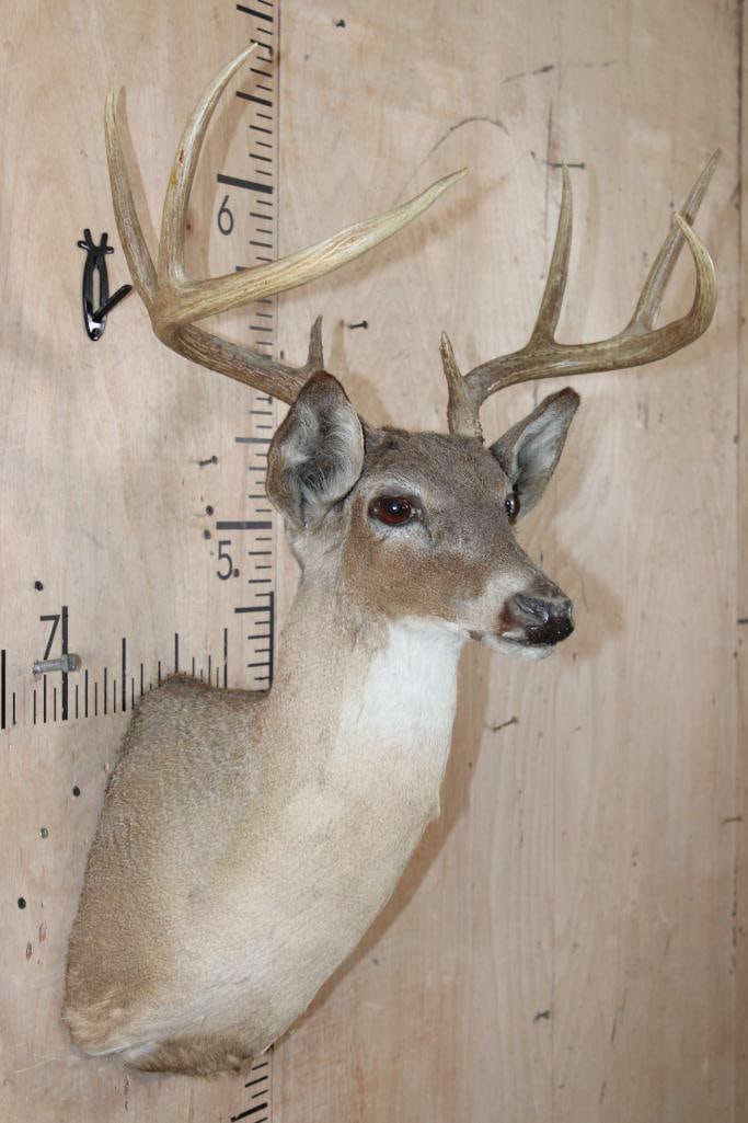 8-Point WHITETAIL DEER Shoulder Mount - 4