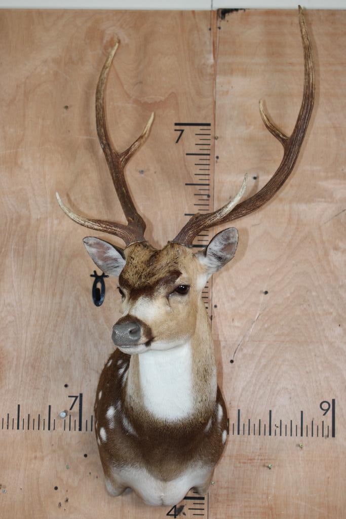 AXIS DEER Shoulder Mount - 2