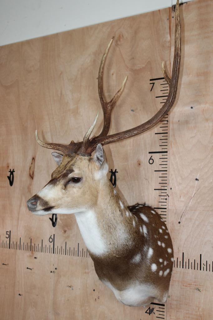 AXIS DEER Shoulder Mount - 3
