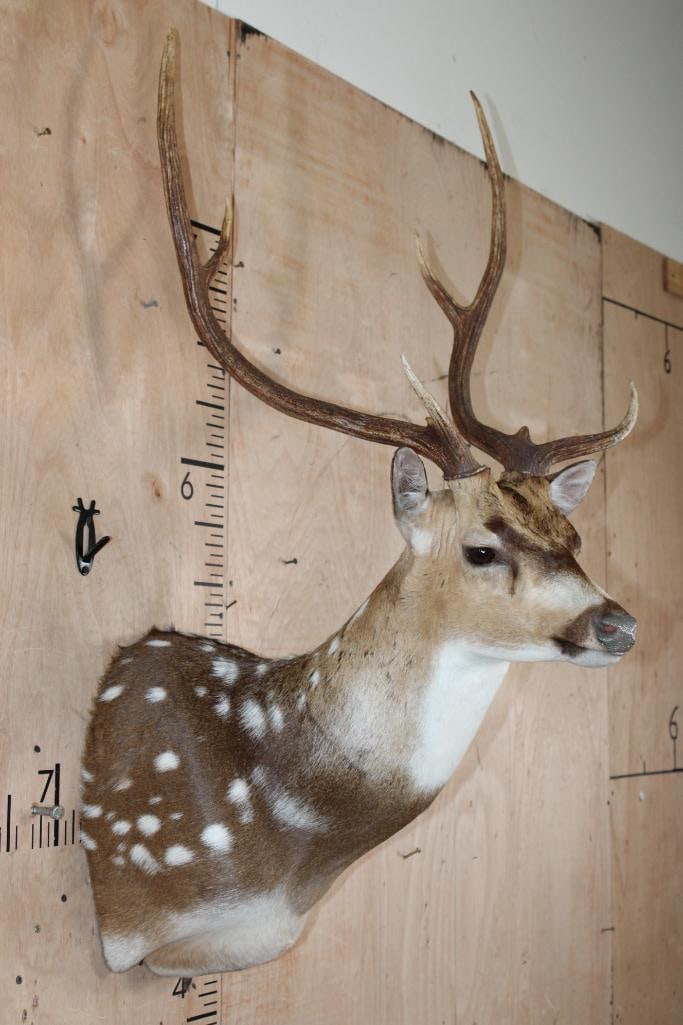 AXIS DEER Shoulder Mount - 4