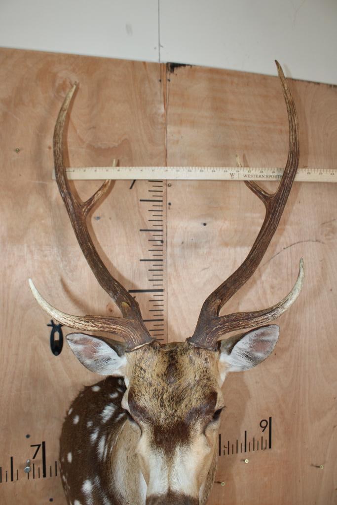 AXIS DEER Shoulder Mount - 5