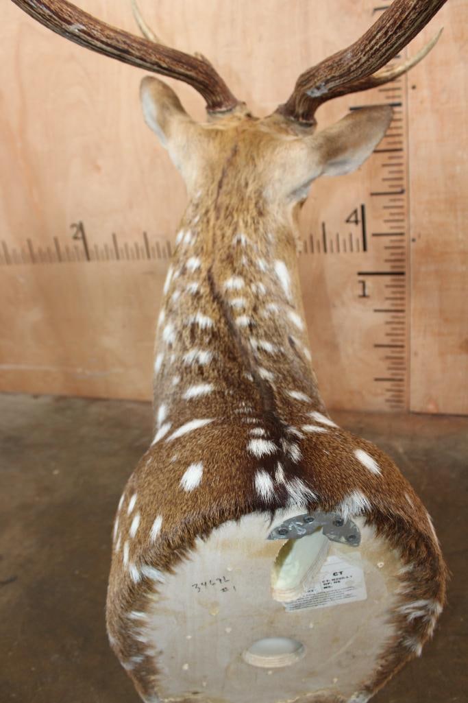 AXIS DEER Shoulder Mount - 6