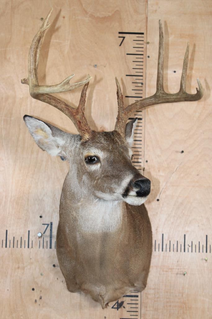 10-Point WHITETAIL DEER Shoulder Mount - 2