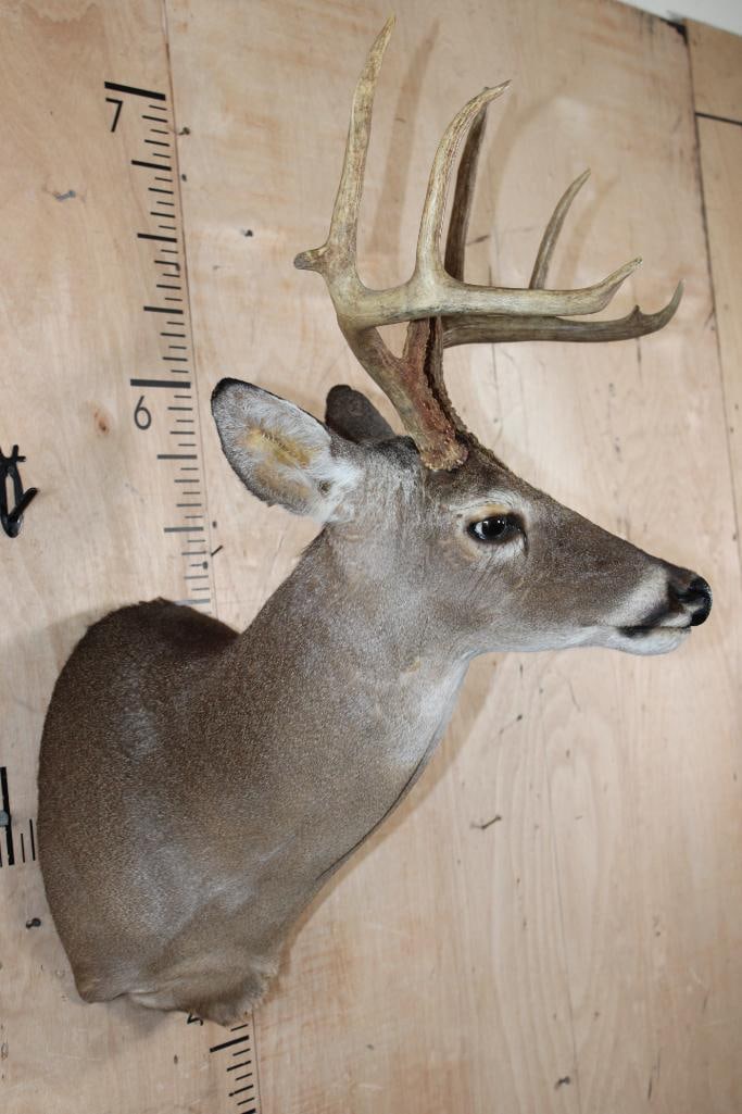 10-Point WHITETAIL DEER Shoulder Mount - 3