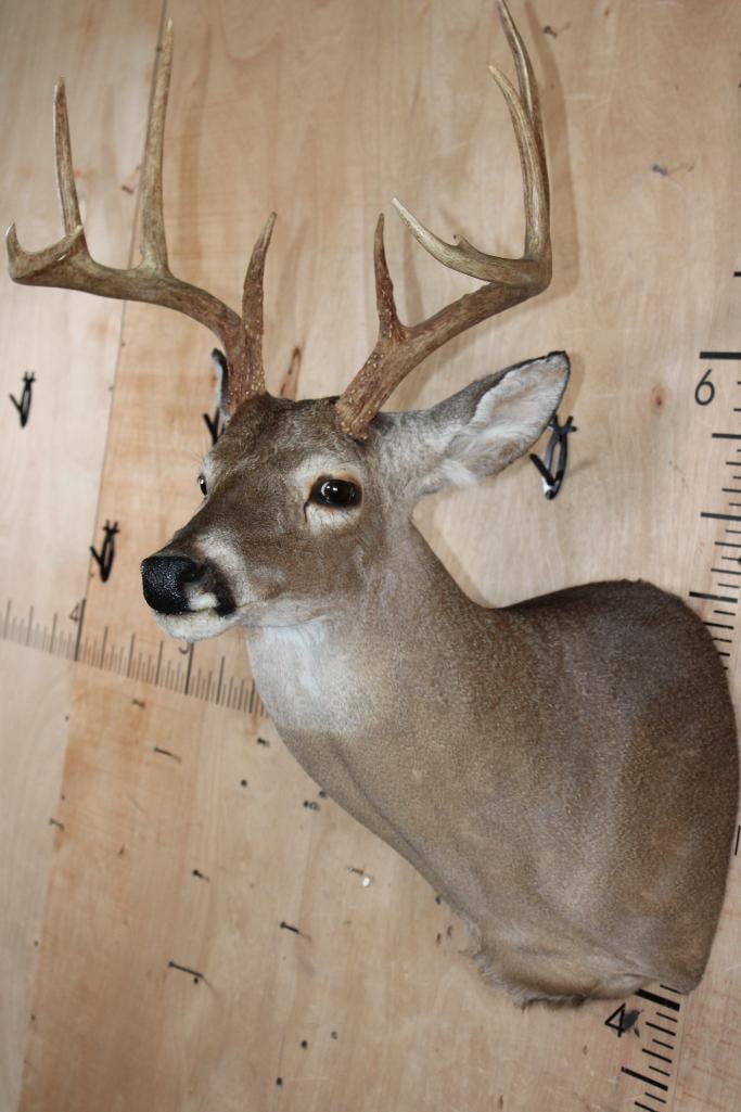 10-Point WHITETAIL DEER Shoulder Mount - 4