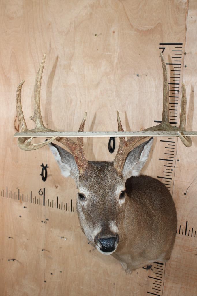 10-Point WHITETAIL DEER Shoulder Mount - 5