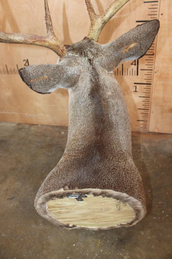 10-Point WHITETAIL DEER Shoulder Mount - 6