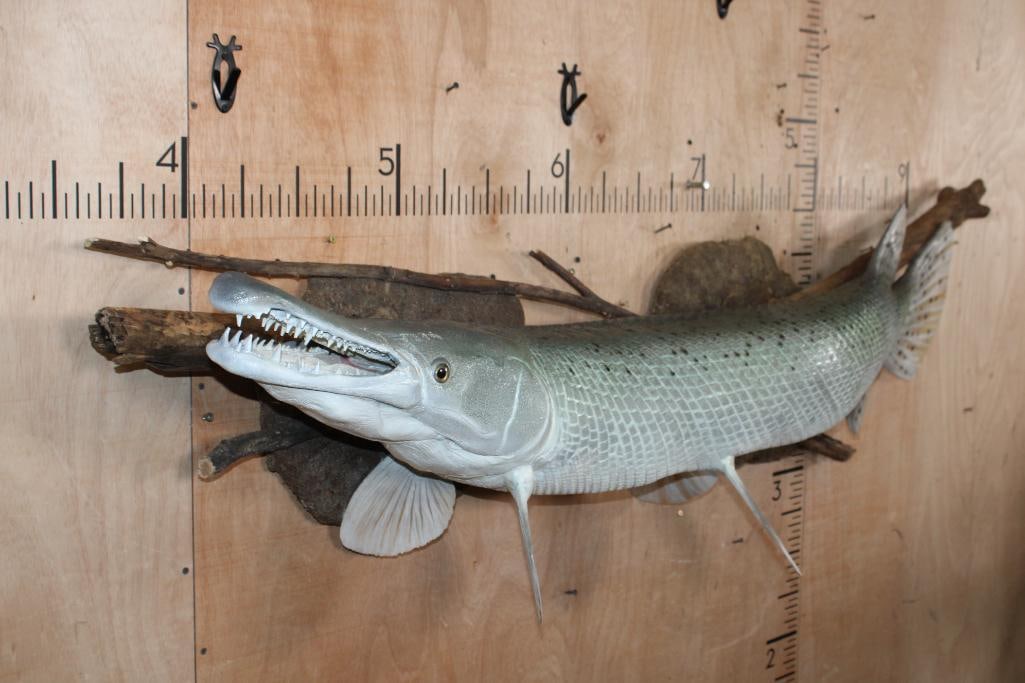 Reproduction ALLIGATOR GAR Fish Mounted on Driftwood - 2