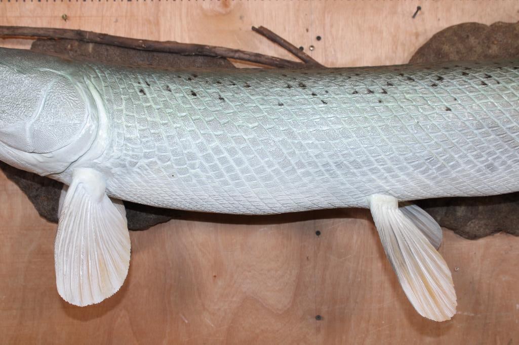 Reproduction ALLIGATOR GAR Fish Mounted on Driftwood - 4