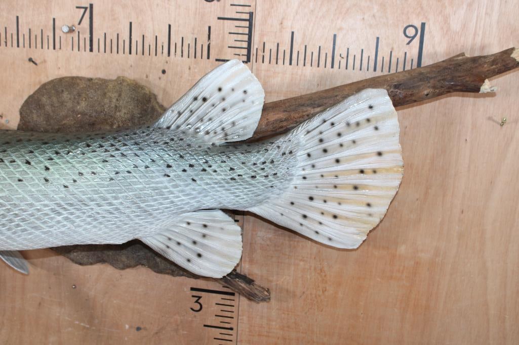 Reproduction ALLIGATOR GAR Fish Mounted on Driftwood - 5
