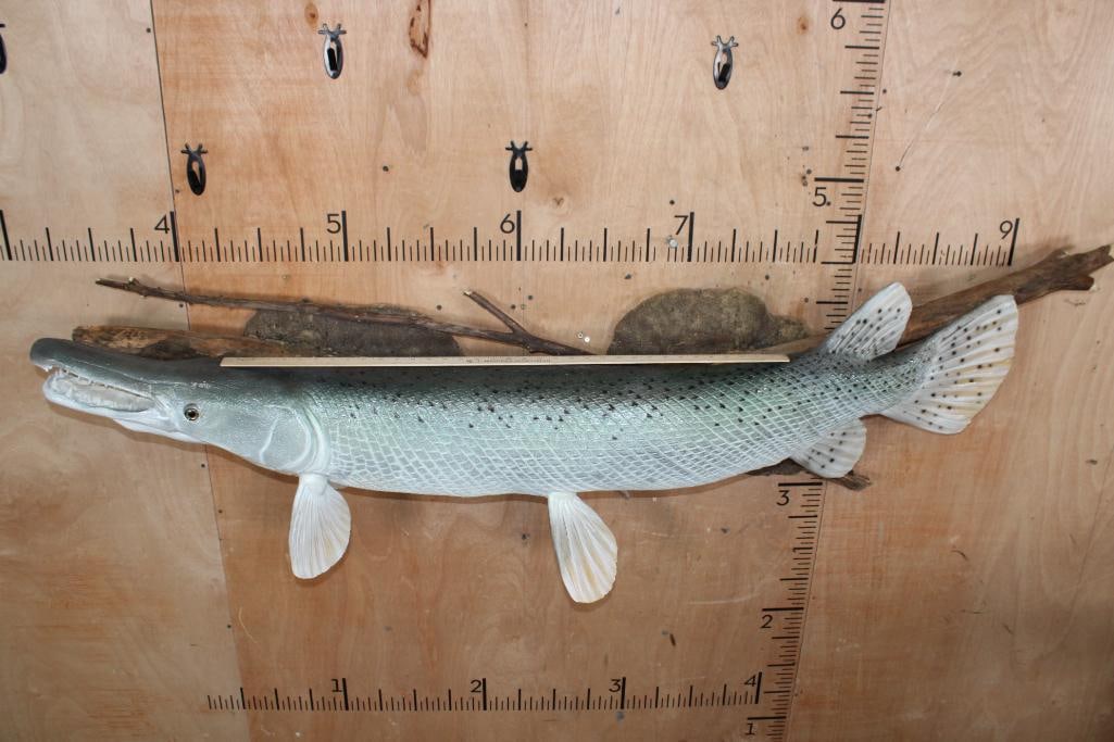 Reproduction ALLIGATOR GAR Fish Mounted on Driftwood - 6