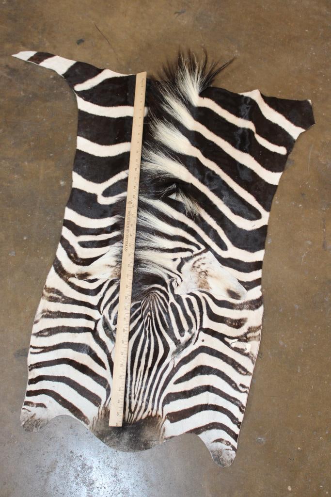 ZEBRA Head and Hide Section - 2